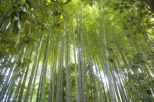 Bamboo forest photography