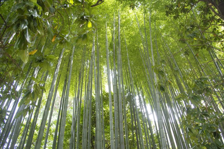 Bamboo forest photography