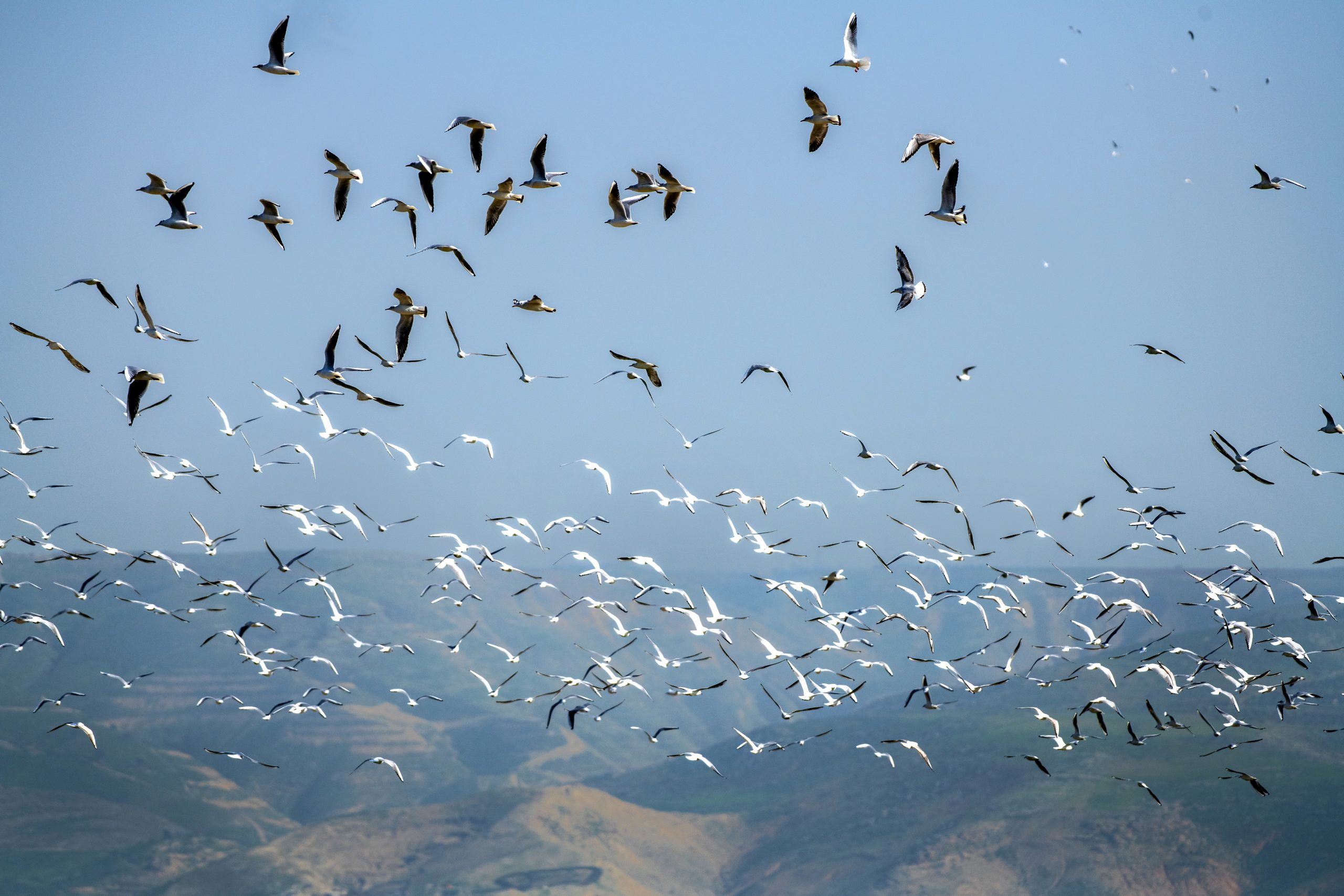 Birds in blue sky photography