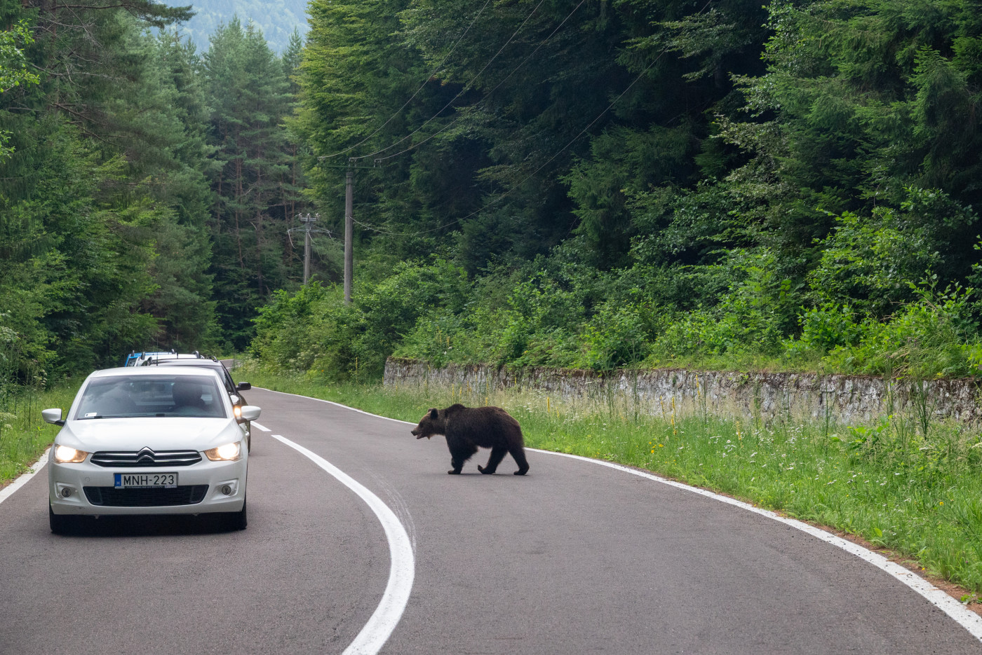 Wild bear nature photography