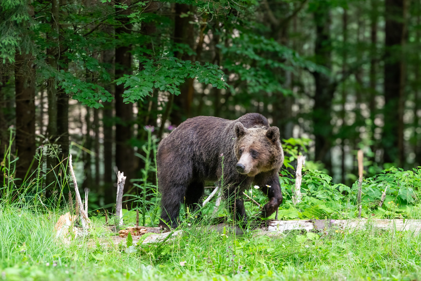 Bear wildlife photography Romania