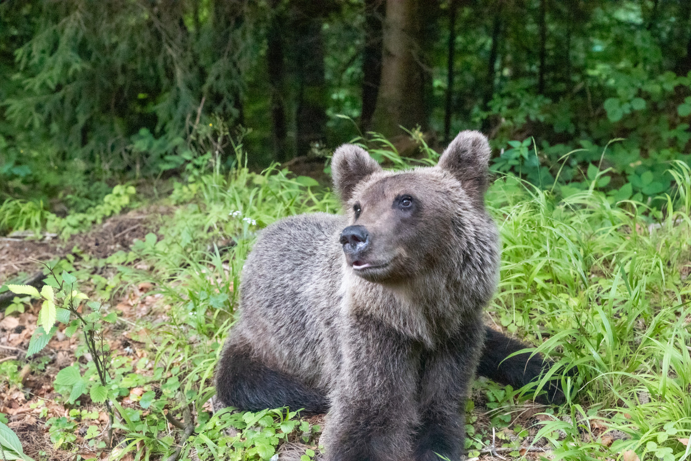 Bear wildlife photography Romania