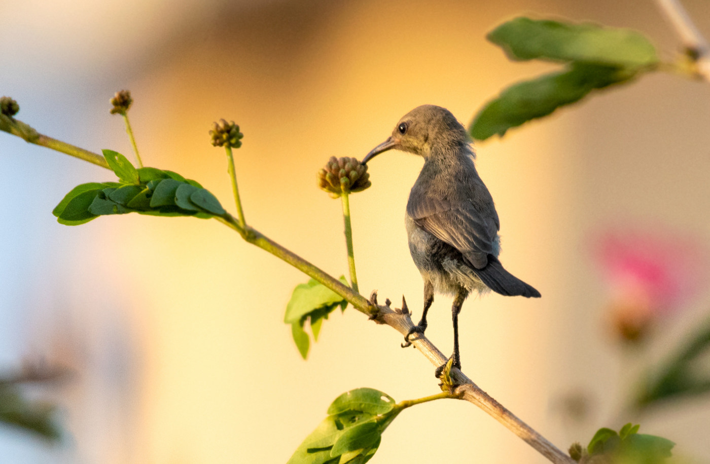 Small bird wildlife photography