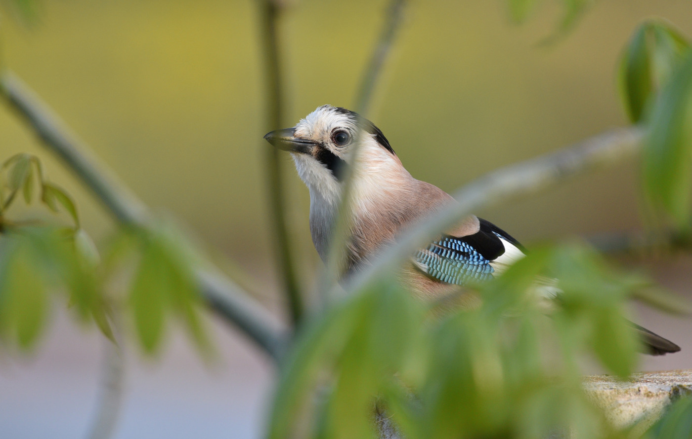 Bird wildlife photography