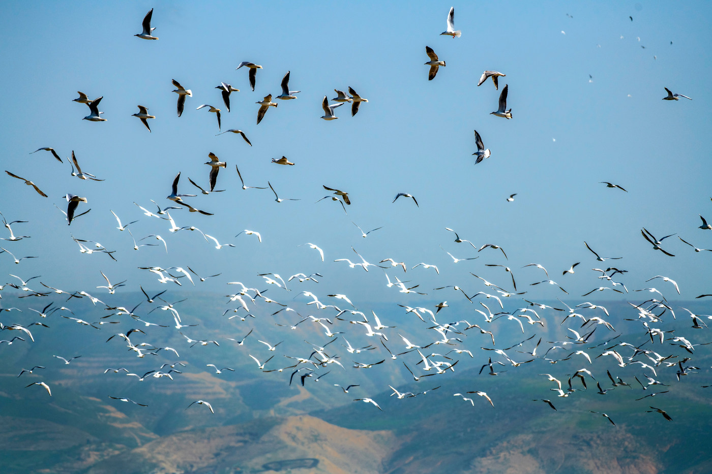 Birds in blue sky photography