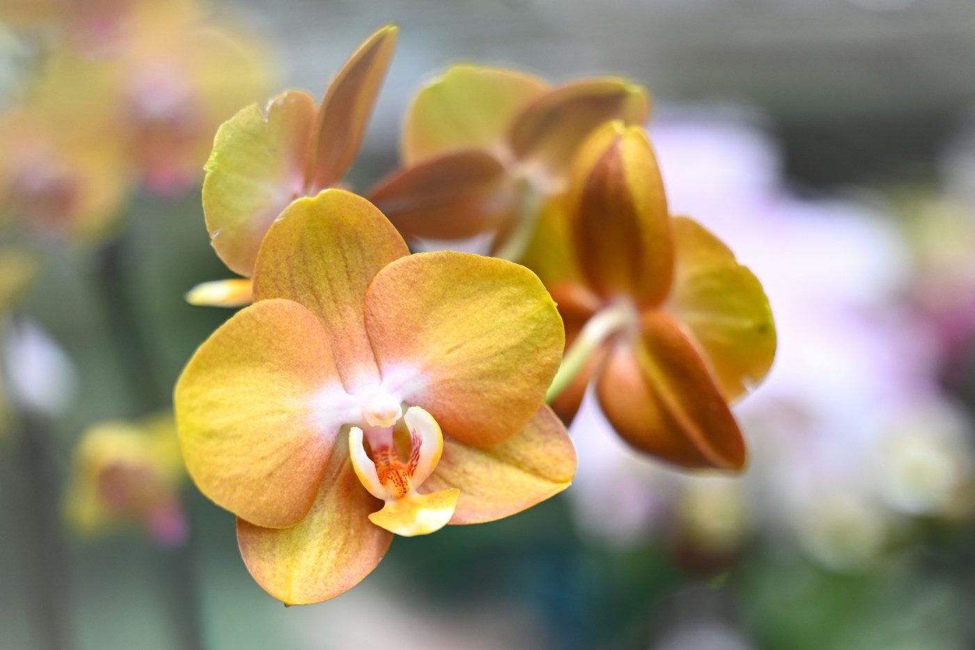 Fine art orchid photography