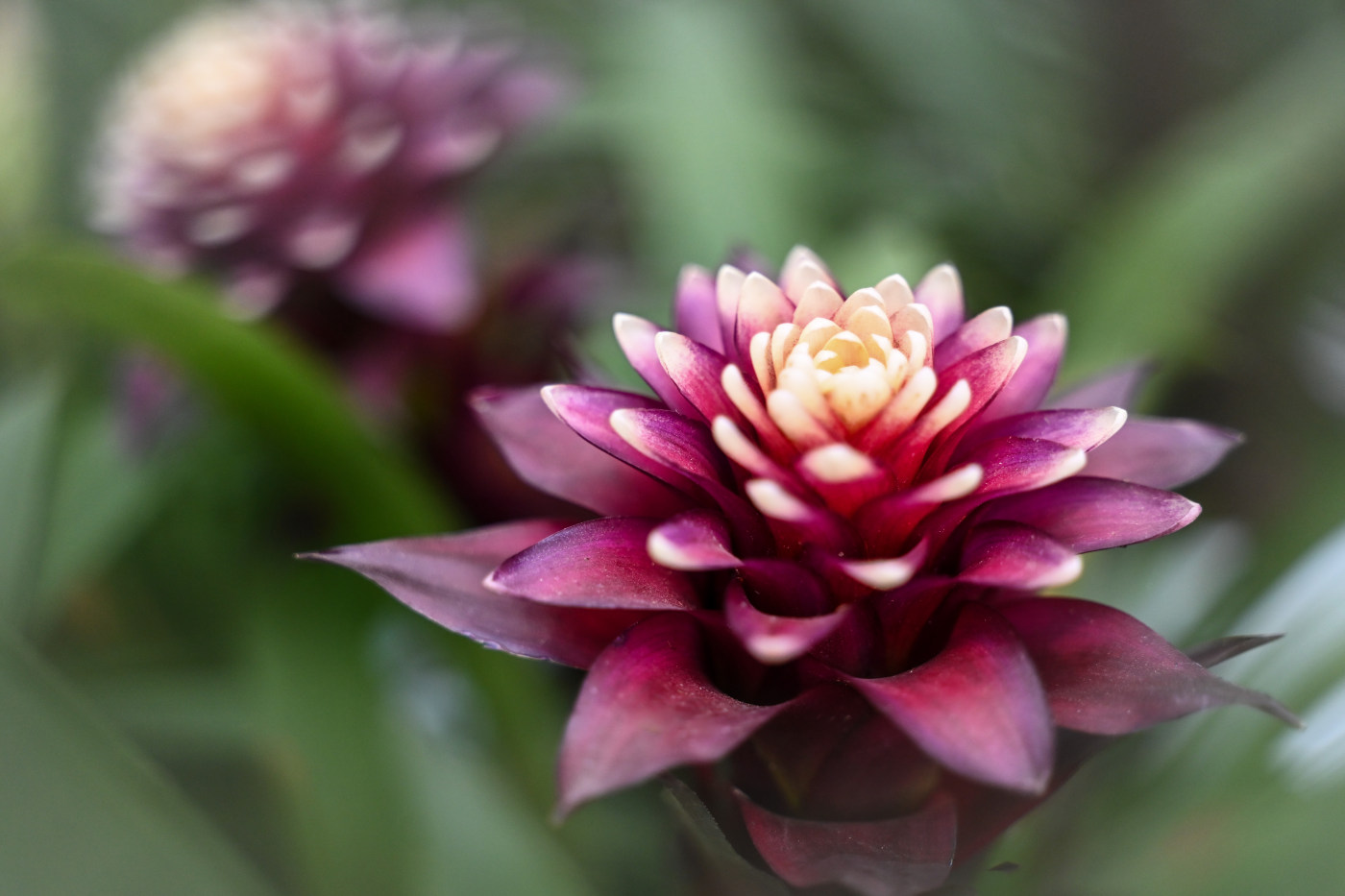 Flower photography