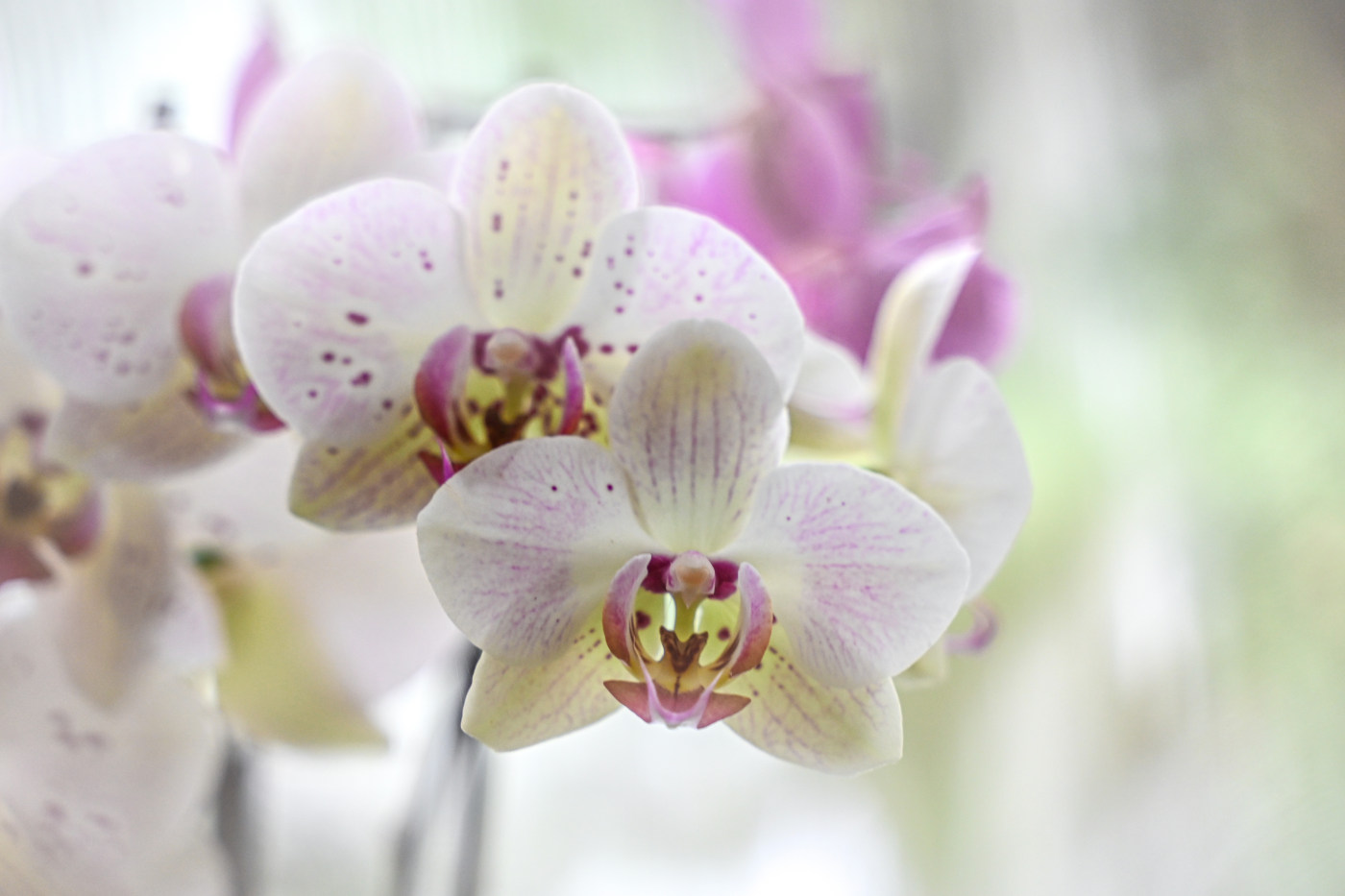 Orchid close-up photography