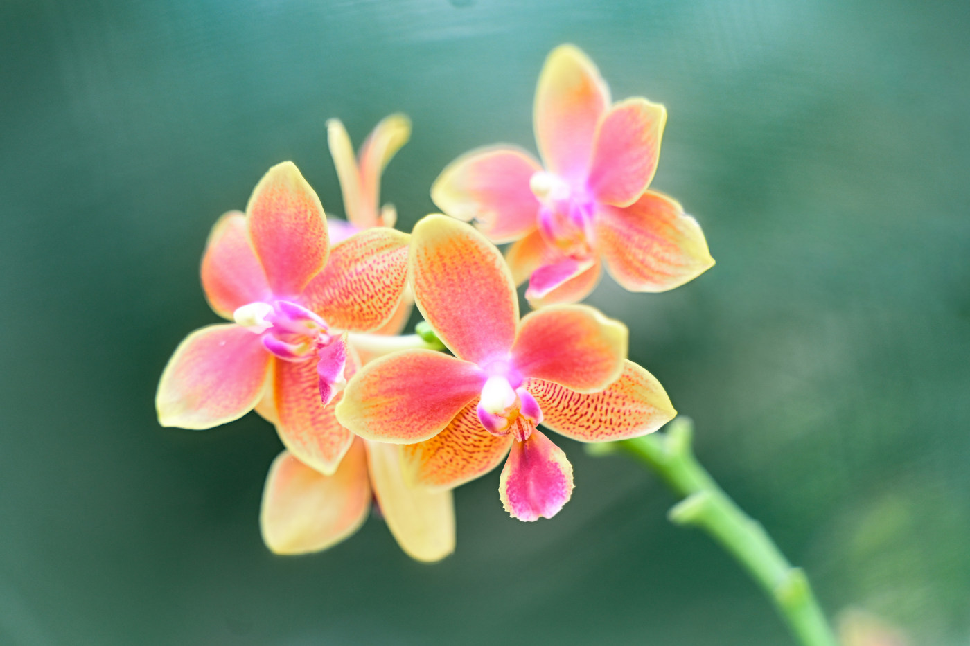 orchid photography