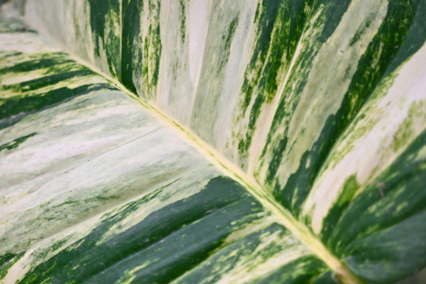 Tropical leaf nature photography