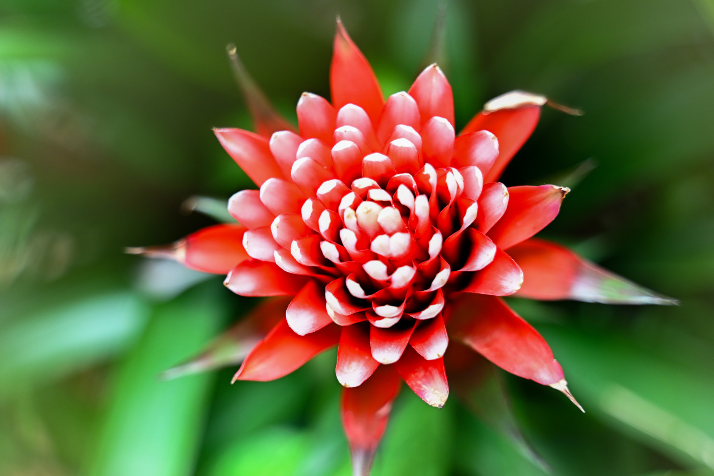 Red tropical flower photography