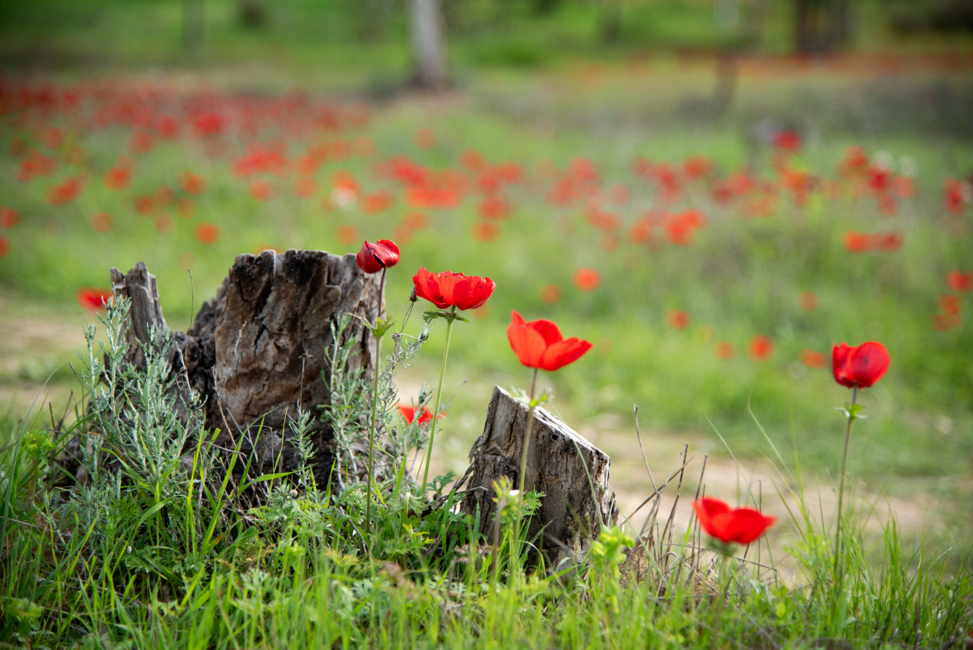 Nature photography