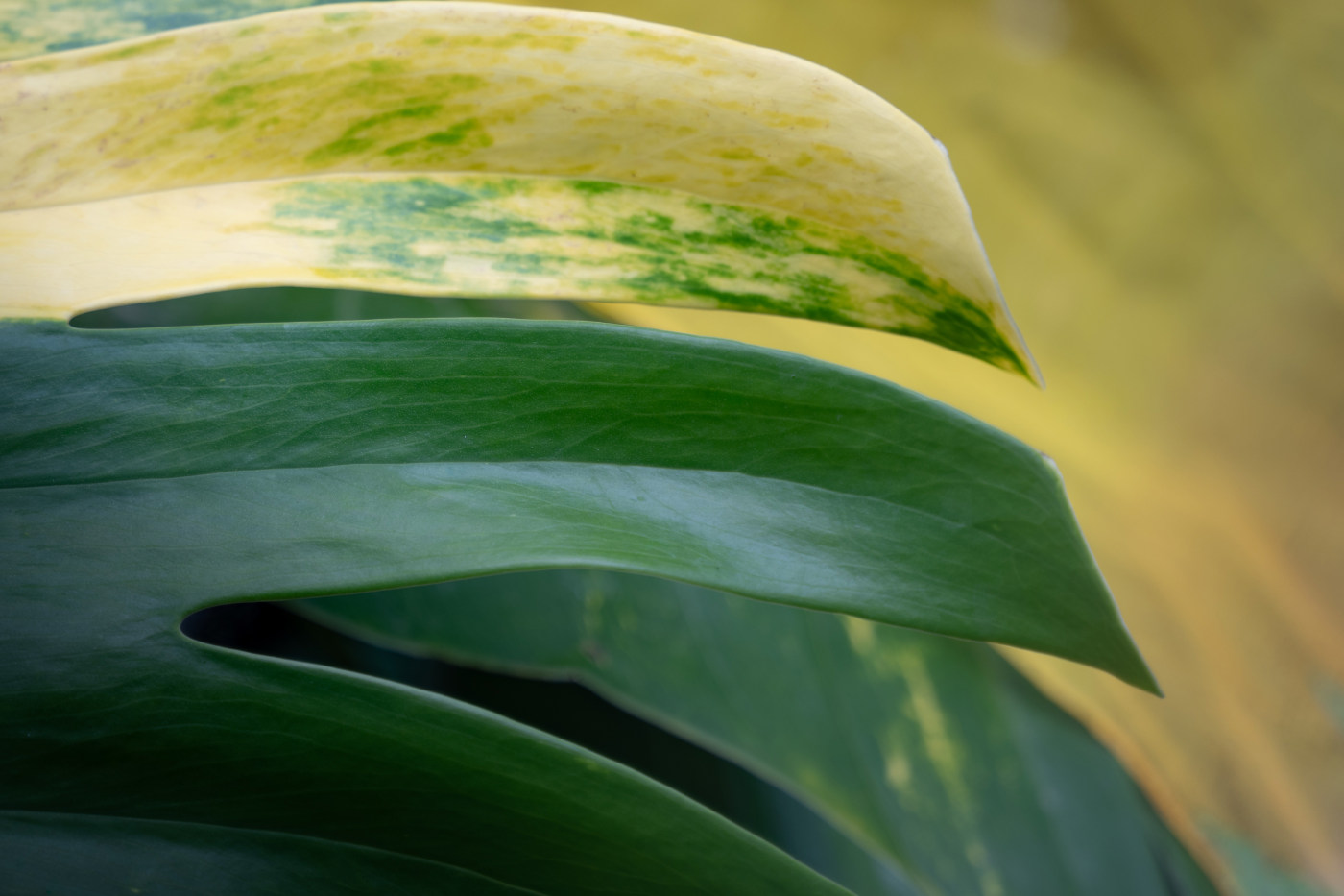 Minimalist leaf photography