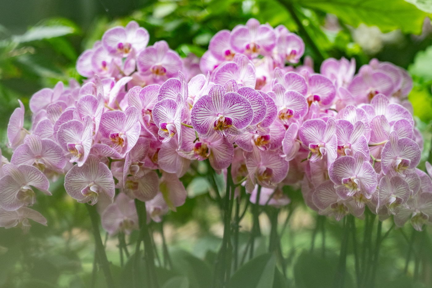 orchids photography