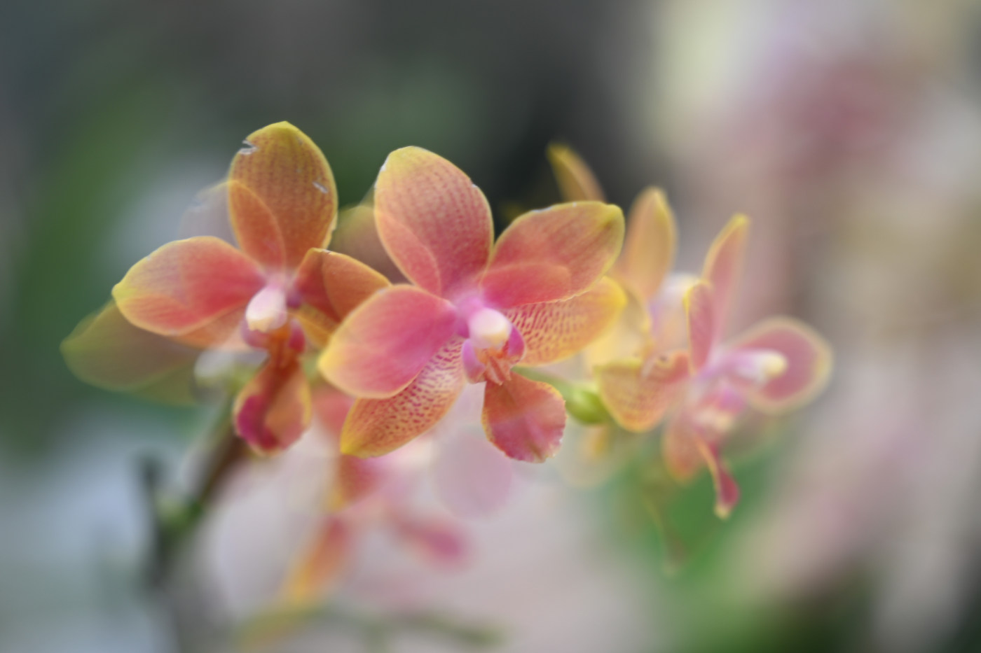 Fine art flower photography