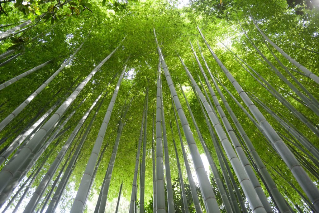 Bamboo forest photography
