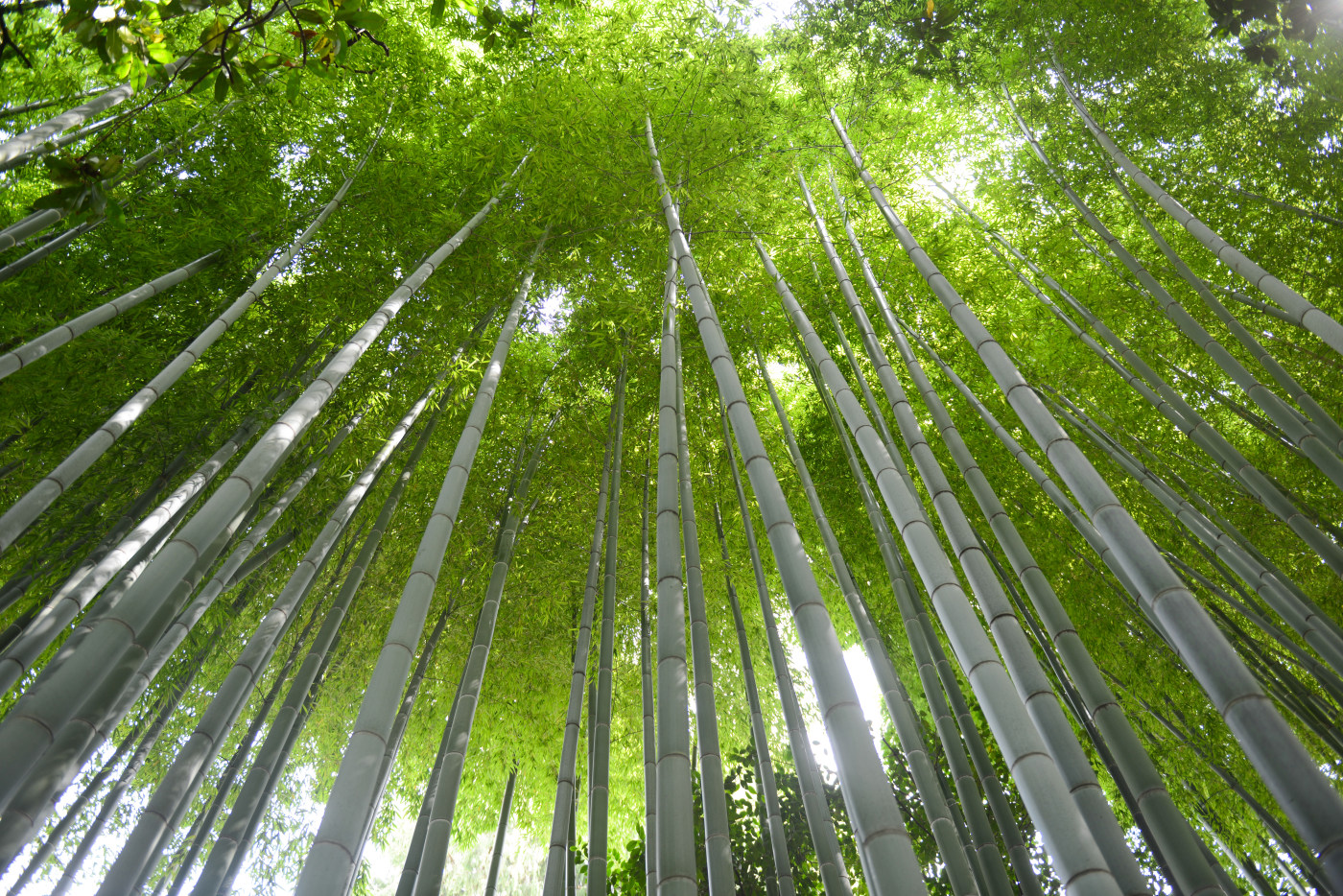 Bamboo forest photography