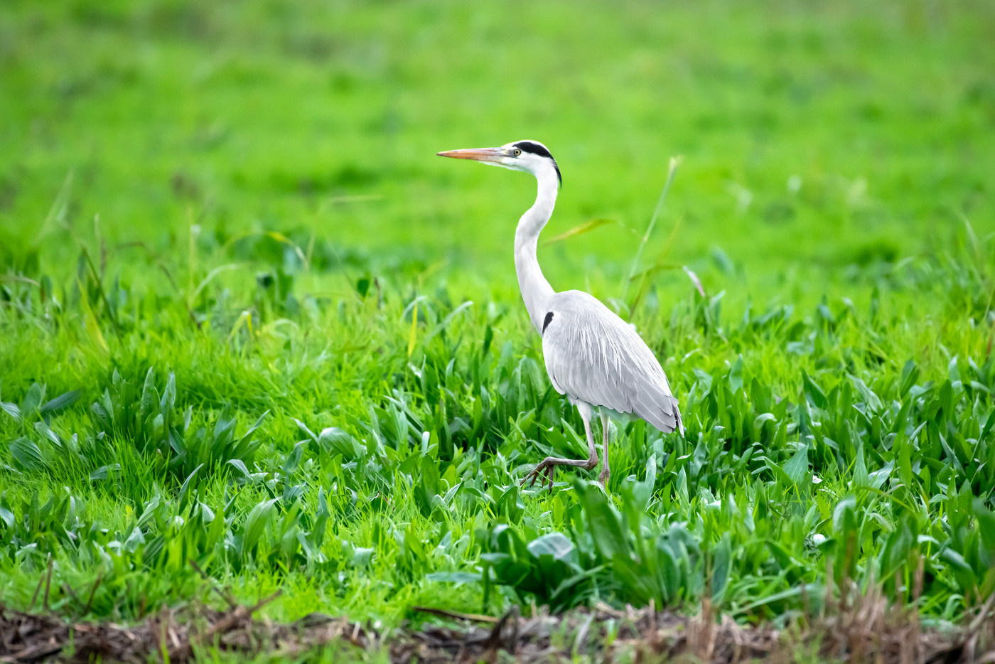 White bird nature photography