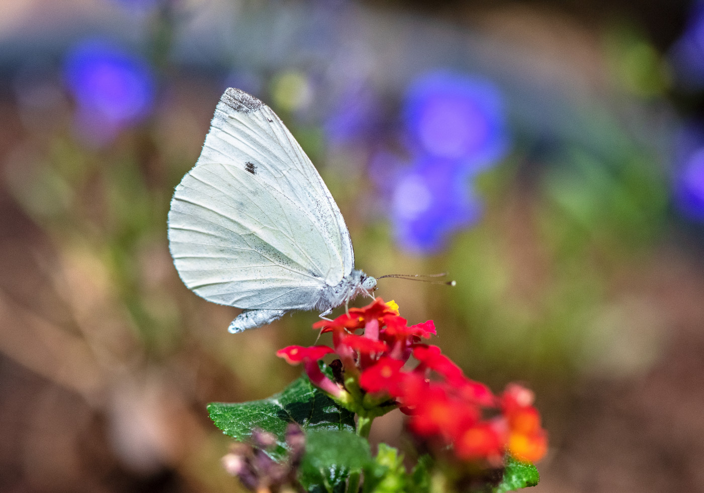 Butterfly nature photography