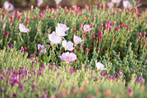 Flower nature photography