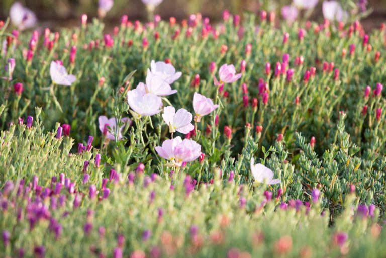 Flower nature photography