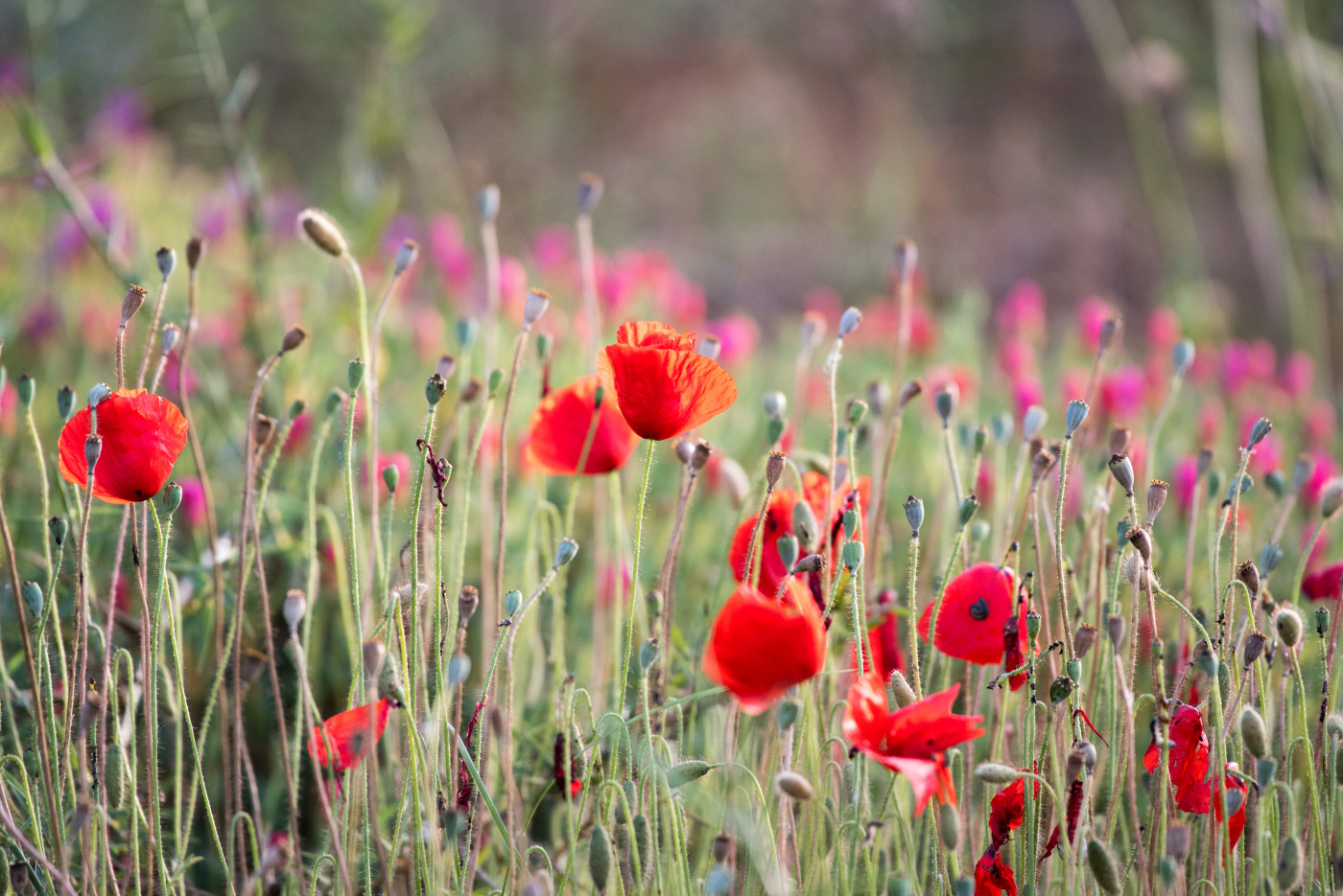 Wildflower field photography