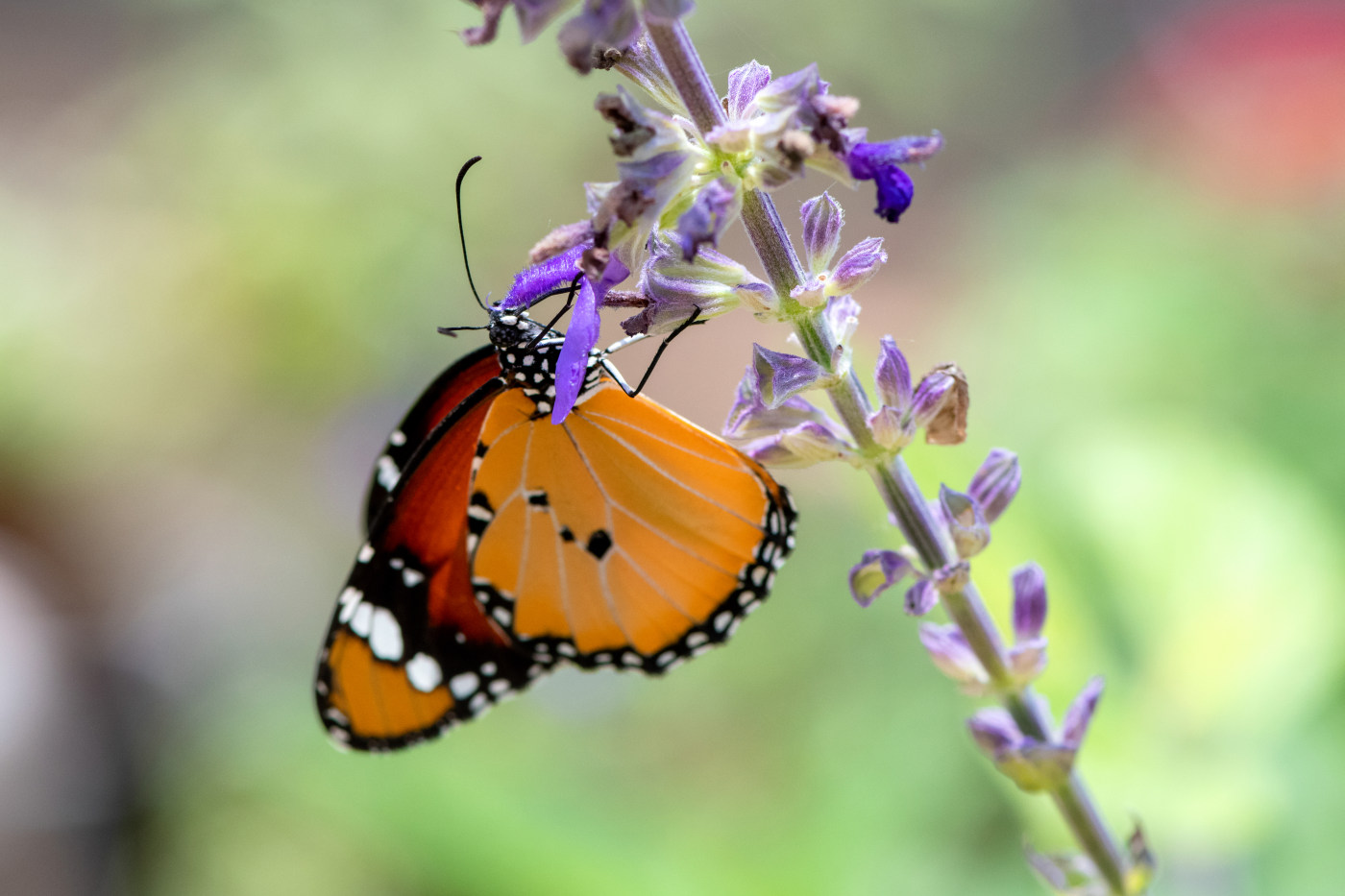 Butterfly macro photography