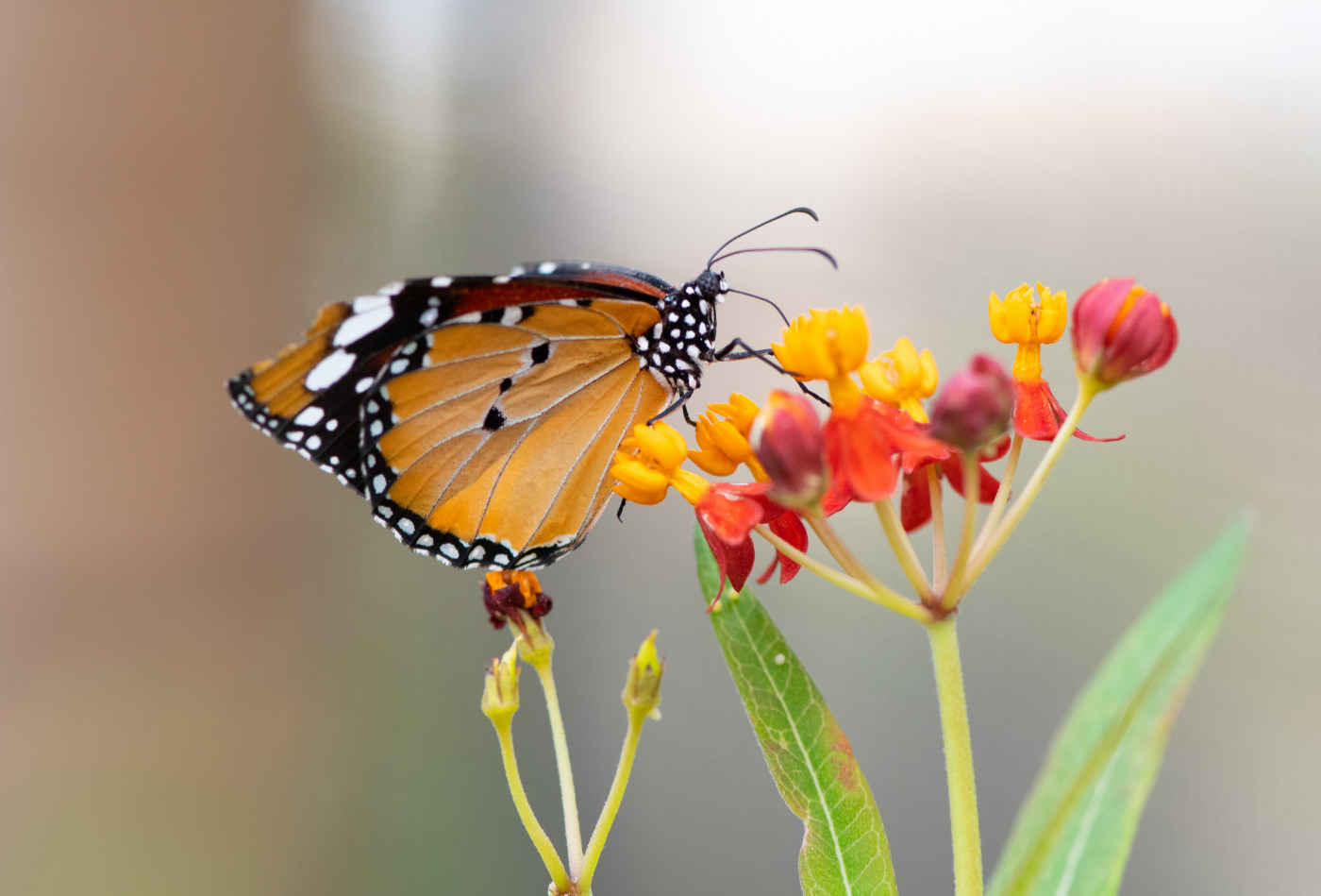 Butterfly nature photography