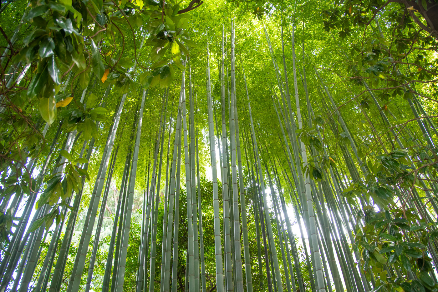 Green forest photography bamboo