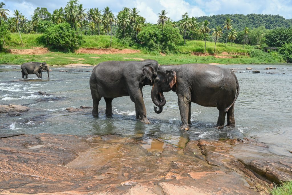 Elephant wildlife photography
