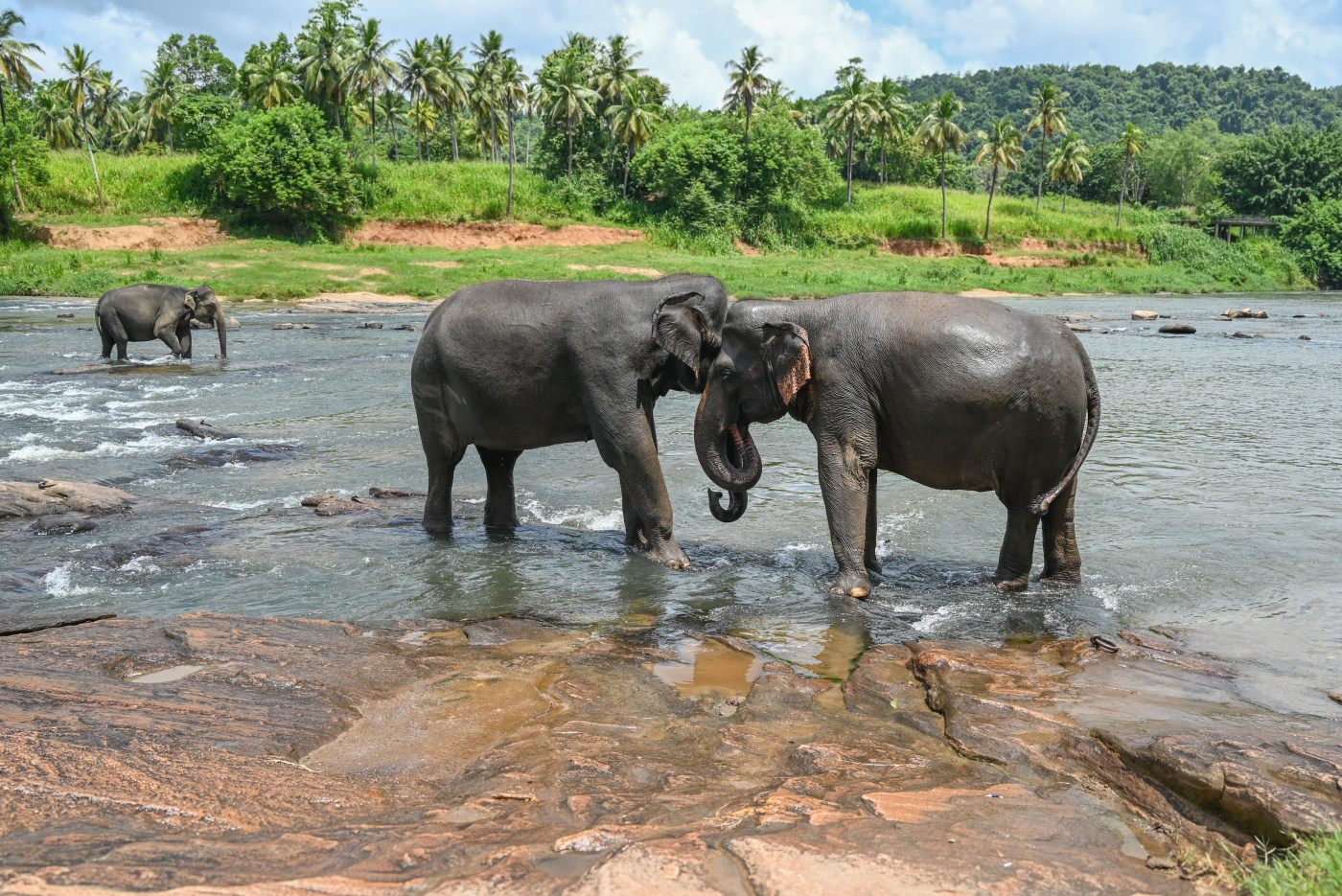 Elephant wildlife photography