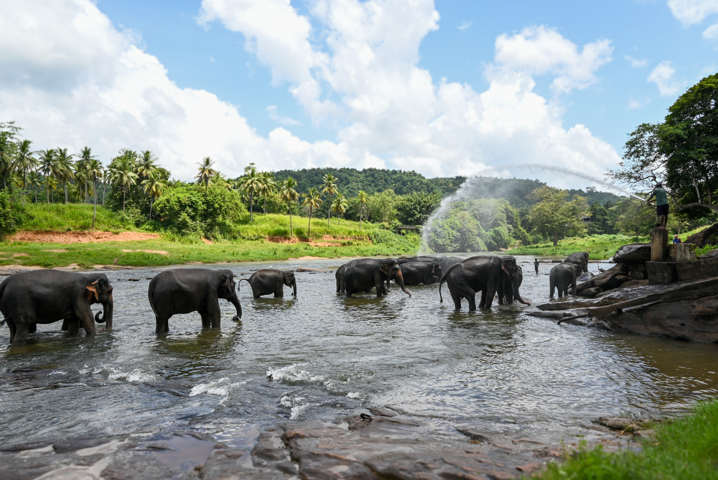 Elephant wildlife photography Sri Lanka