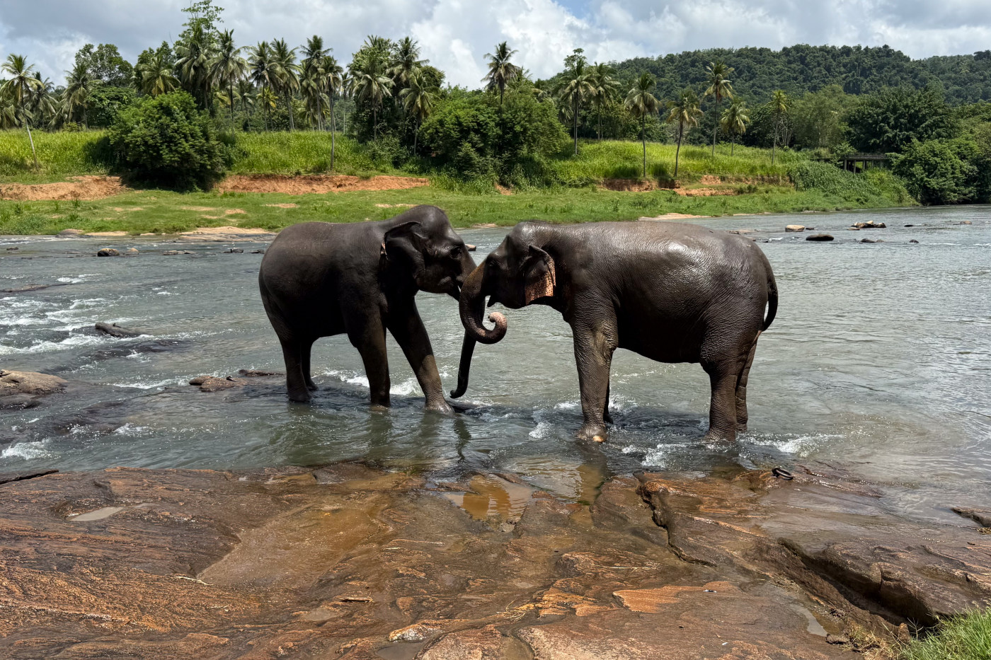 Elephant wildlife photography