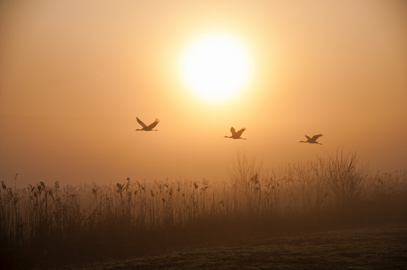 Birds in sunrise sky photography