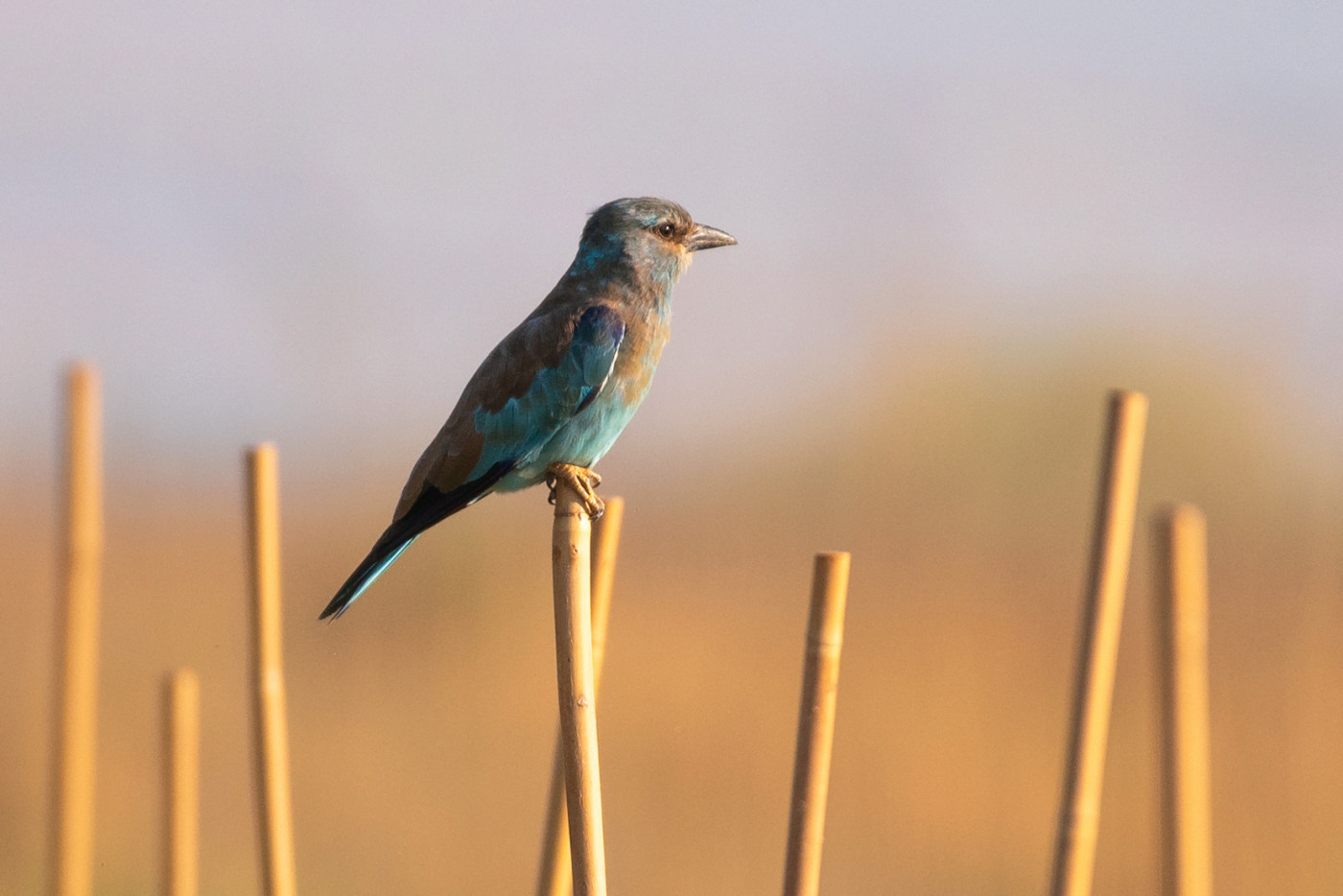Bird wildlife photography