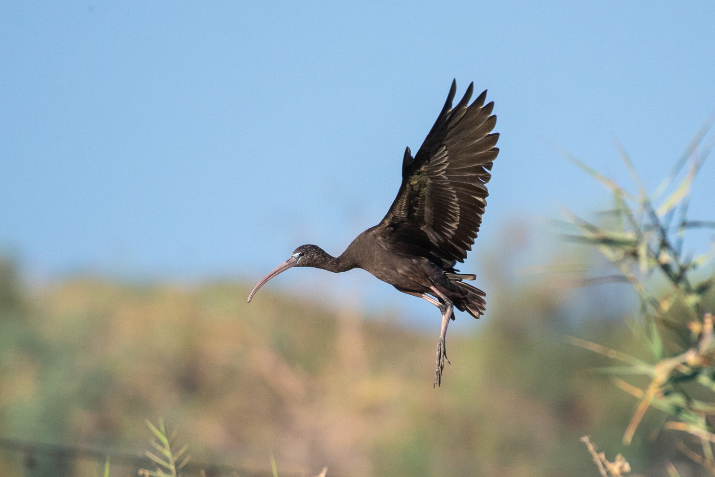 Bird wildlife photography in nature