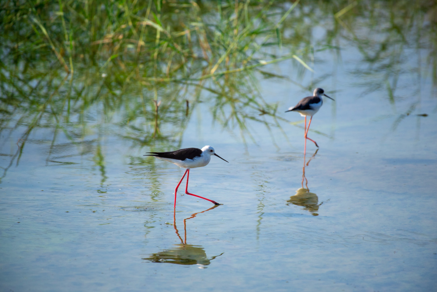 Water birds nature photography