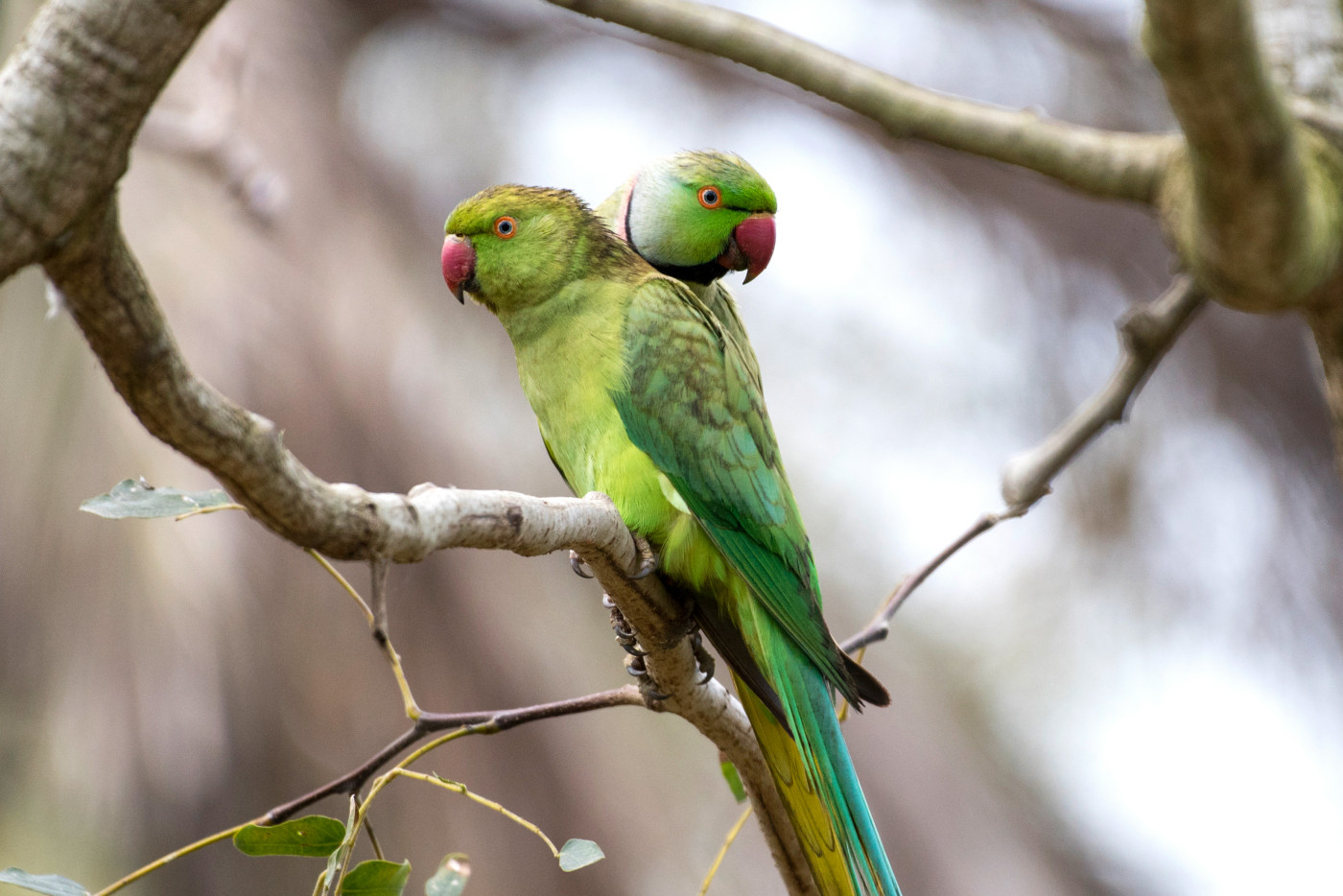 Parrot wildlife photography