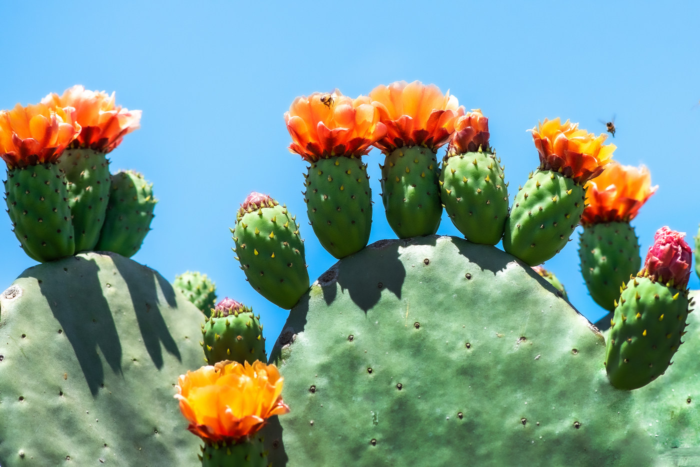 Nature photography cactus