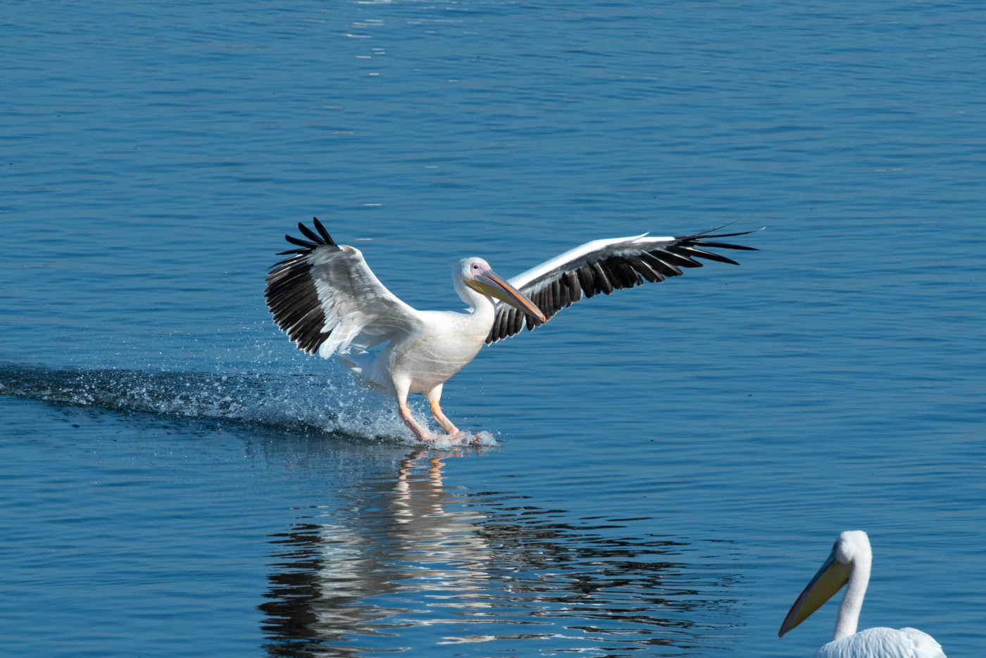 Bird wildlife photography
