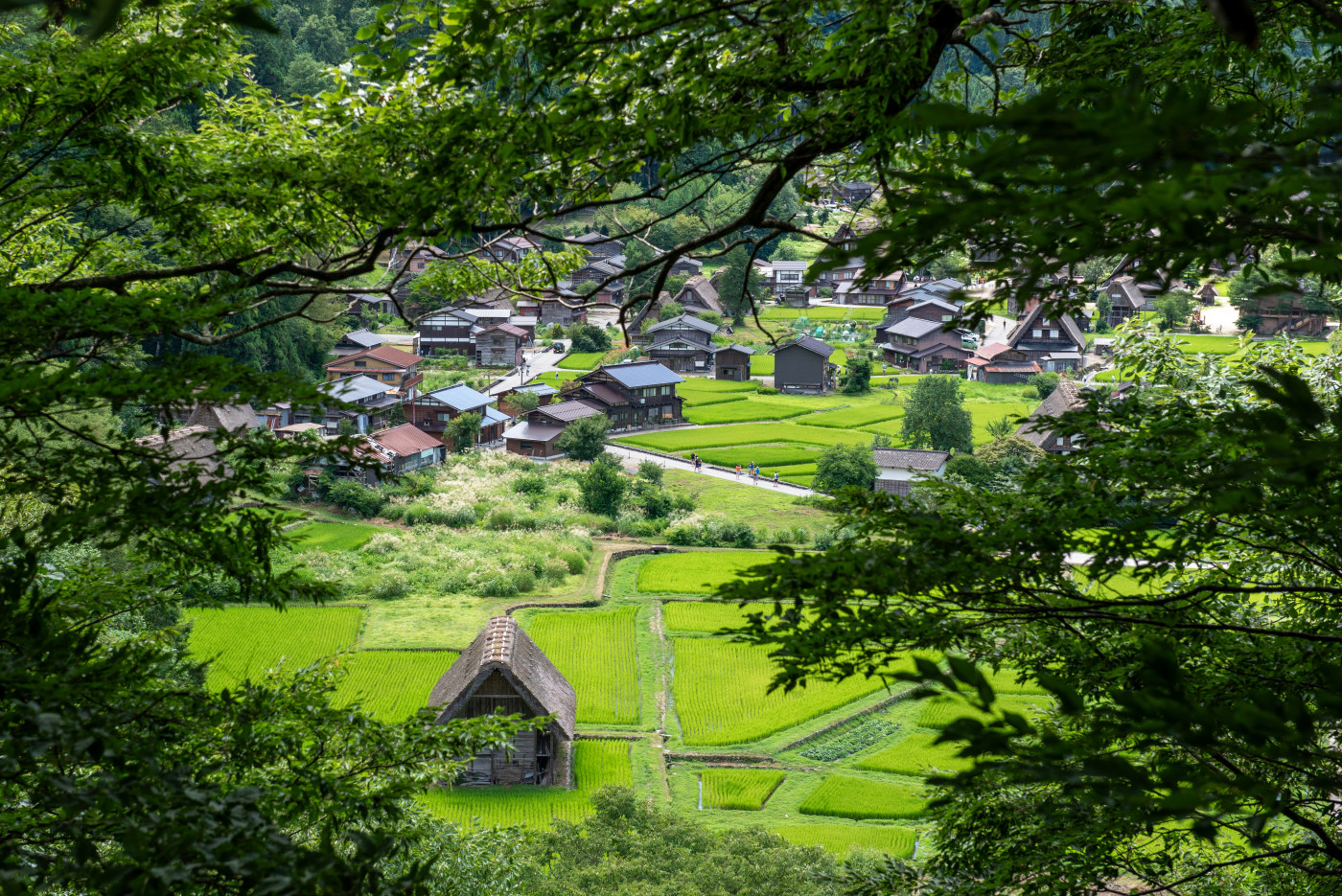 Japanese forest landscape photography