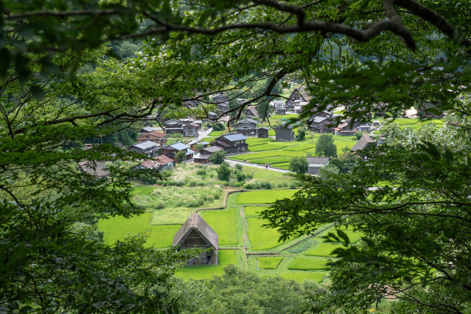 Japanese landscape photography