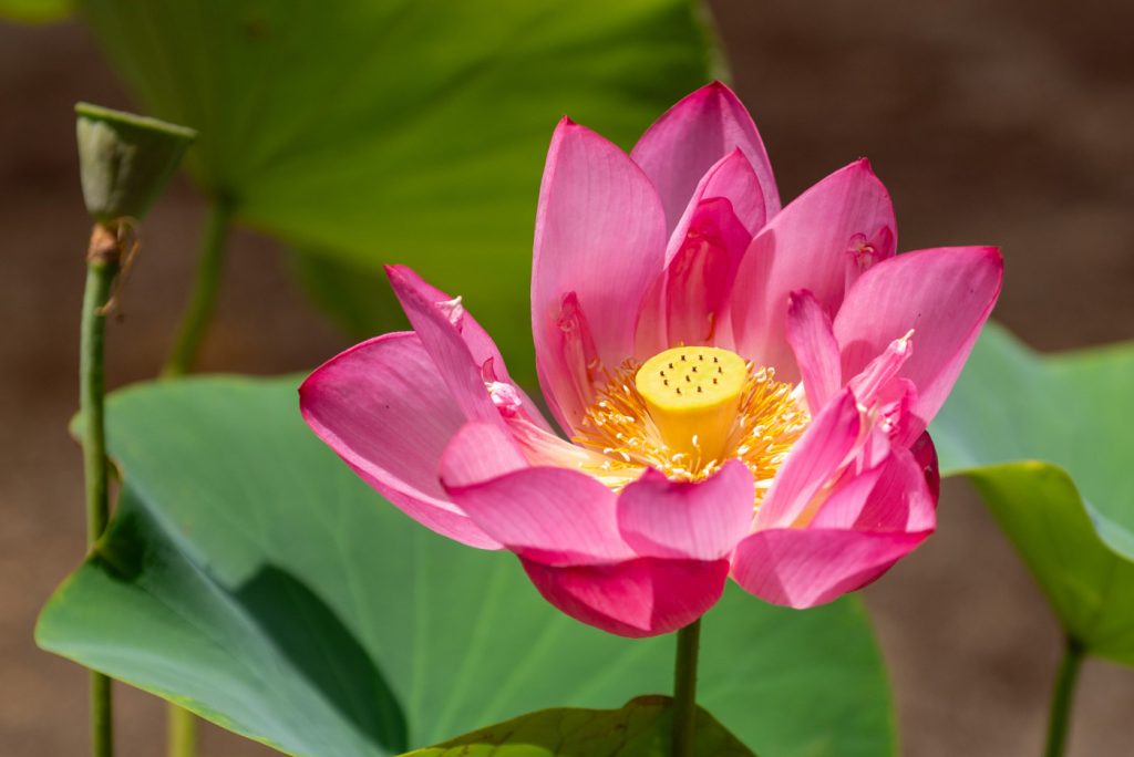 Lotus flower macro photography