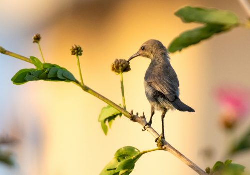 Small bird wildlife photography